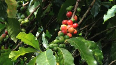 Kırmızı Arabica kahve çekirdekleri plantasyon içinde Dominik Cumhuriyeti Jarabacoa.