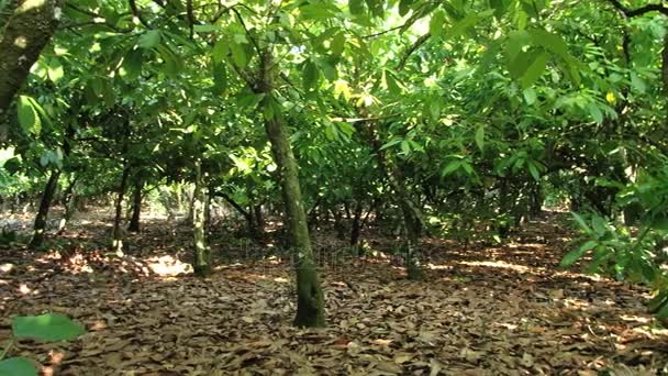 ドミニカ共和国のプランテーションでココアの木を表示します。. — ストック動画