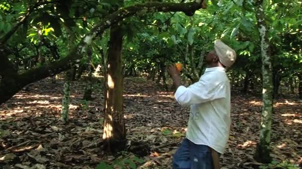 L'uomo taglia i frutti di cacao nella piantagione di San Francisco de Macoris, Repubblica Dominicana . — Video Stock