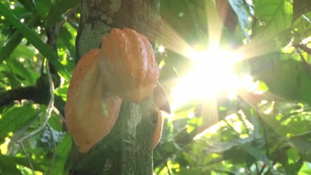 Vista para as frutas e folhas de cacau com a luz solar direta na plantação na República Dominicana . — Vídeo de Stock
