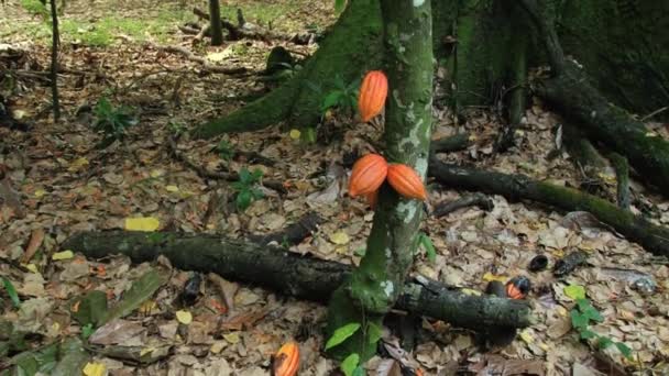 Visa att kakao träden på plantagen i Dominikanska Republiken. — Stockvideo
