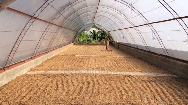 Agricultor se mueve secando naturalmente granos de café en Jarabacoa, República Dominicana . — Vídeo de stock