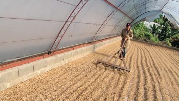 Agricultor se mueve secando naturalmente granos de café en Jarabacoa, República Dominicana . — Vídeo de stock