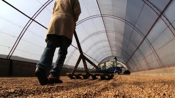 Rolnik porusza naturalnie suszenia ziarna kawy w Jarabacoa, Dominikana. — Wideo stockowe