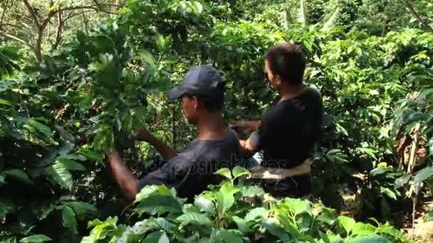 Rolnicy zbiorów ziarna kawy w plantacji w Jarabacoa, Dominikana. — Wideo stockowe