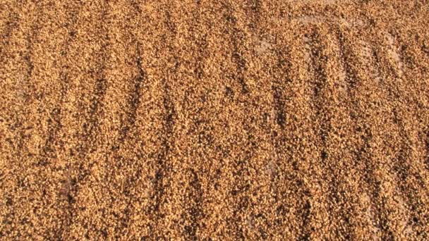 View to coffee beans naturally drying in Jarabacoa, Dominican Republic. — Stock Video