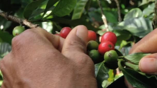 Bonden skördar kaffebönor på plantagen i Jarabacoa, Dominikanska Republiken. — Stockvideo