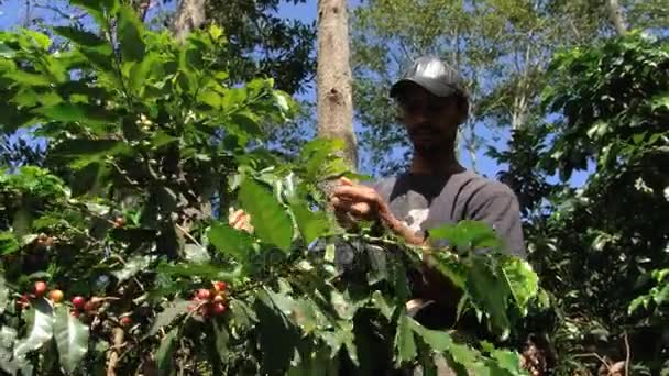 Boer oogsten koffiebonen op de plantage in Jarabacoa, Dominicaanse Republiek. — Stockvideo