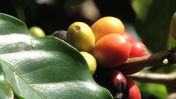 Czerwony ziarna kawy Arabica o plantacji w Jarabacoa w Dominikana. — Wideo stockowe