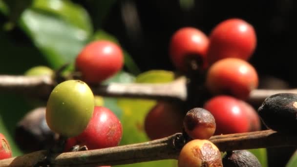 Röd Arabica kaffebönor på plantagen i Jarabacoa i Dominikanska Republiken. — Stockvideo