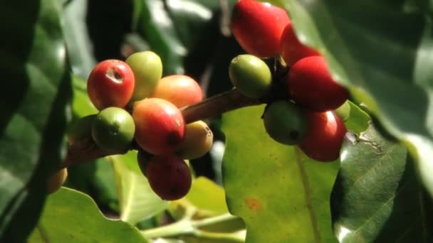 Červená zrna kávy Arabica na plantáži v Jarabacoi v Dominikánské republice. — Stock video