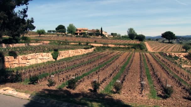 View to the vineyard near Les Baux-de-Provence, France. — Stock Video