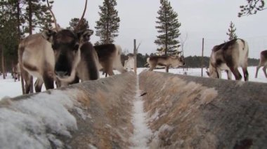 Reindeers grup Nellim, Finlandiya için kışın ağıl içinde standı.