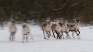 Nellim, Finlandiya için kışın ağıl içinde çalıştırmak reindeers grubu.