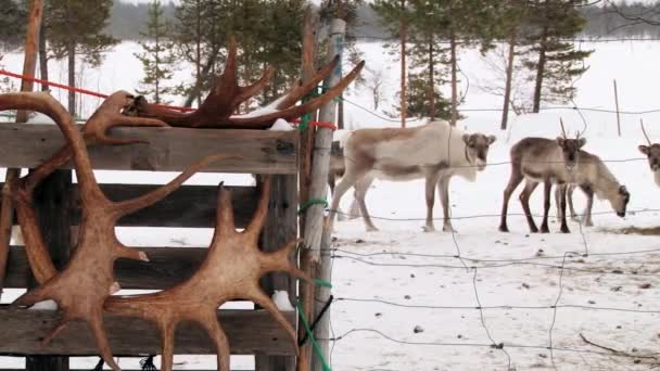 Veduta delle corna di cervo con renne sullo sfondo a Nellim, Finlandia . — Video Stock