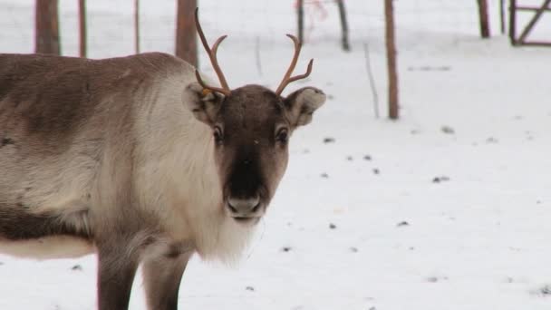 Nellim、フィンランドの冬に柵の中に立っている若いトナカイ. — ストック動画