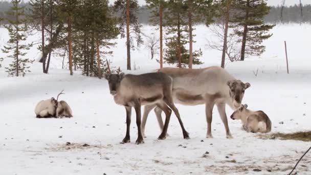 トナカイのグループは Nellim、フィンランドの冬の柵の中に立つ. — ストック動画