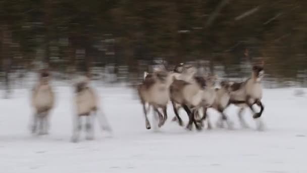 Skupina konečně běží uvnitř ohrady v zimě Nellim, Finsko.