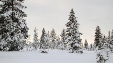 Saariselka, Finlandiya için kışın Kuzey Kutbu batımında karla kaplı orman için görüntüleyin.