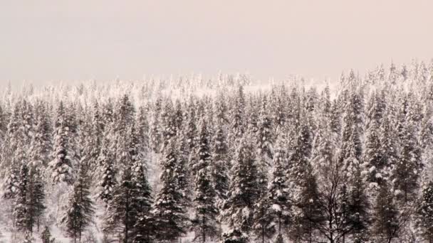 Pohled do lesa pod sněhem v zimě Saariselka, Finsko. — Stock video