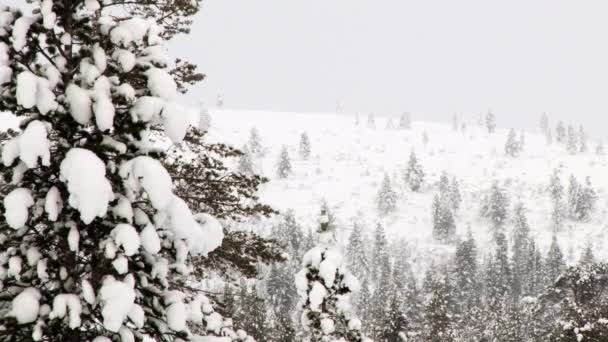 Visa i skogen är täckt av snö i arktiska solnedgången på vintern i Saariselka, Finland. — Stockvideo