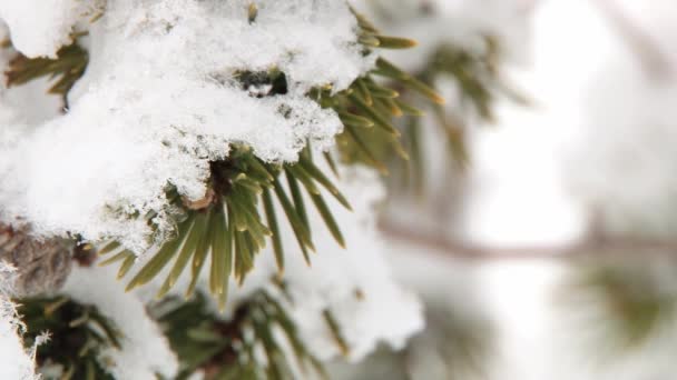 Vue sur la branche de pin vert recouverte de neige dans la forêt de Saariselka, Finlande . — Video