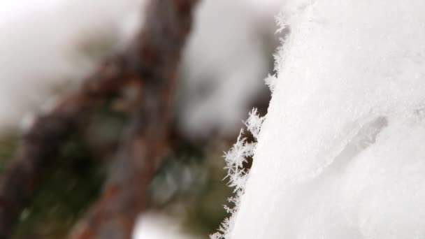 Vue sur les flocons de neige à une branche de pin recouverte de neige dans la forêt de Saariselka, Finlande . — Video