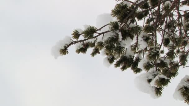 Saariselka, Finlandiya için ormandaki karla kaplı yeşil çam ağacı dalı için görüntüleyin. — Stok video