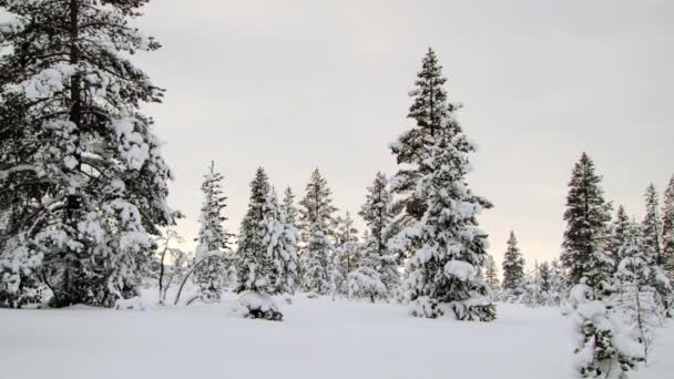 查看到北极日落在萨里塞尔卡，芬兰的冬天白雪覆盖的森林. — 图库视频影像
