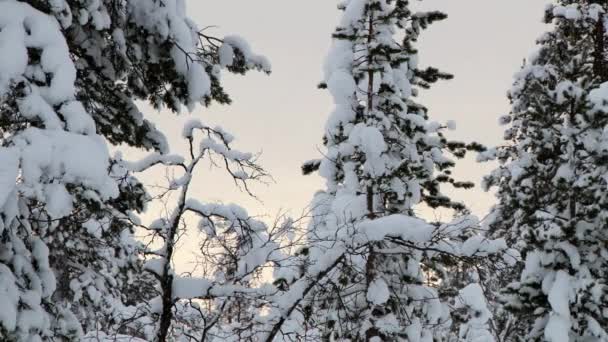Pohled do stromy pokryté sněhem v zimě Saariselka, Finsko. — Stock video
