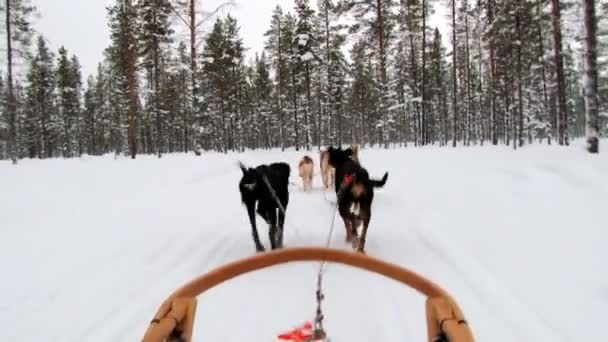 Psům tahat saně zimní lesní stezka Saariselka, Finsko. — Stock video