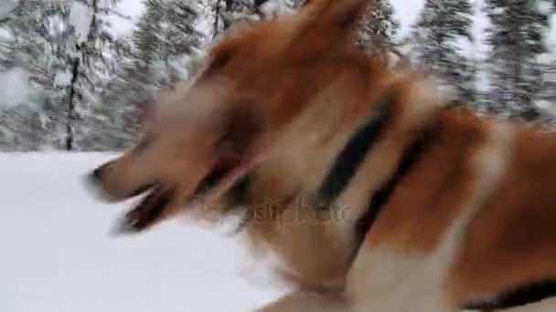 Los perros tiran del trineo por el sendero del bosque invernal en Saariselka, Finlandia . — Vídeos de Stock