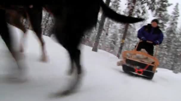 Hombre disfruta del trineo de perros por el sendero forestal en Saariselka, Finlandia . — Vídeos de Stock