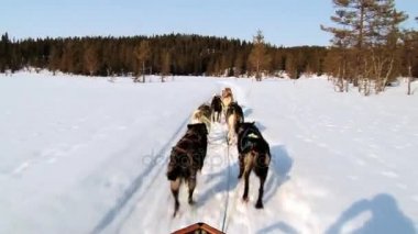Köpekler çekme köpek kızağı Hemsedal, Norveç'te kış iz tarafından.
