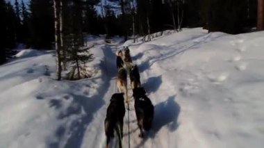 Köpekler çekme köpek kızağı kış orman tarafından trail Hemsedal, Norveç'te.