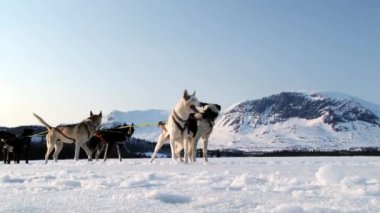 Köpek köpek kış iz Hemsedal, Norveç'te de sleds çekmek istekli.