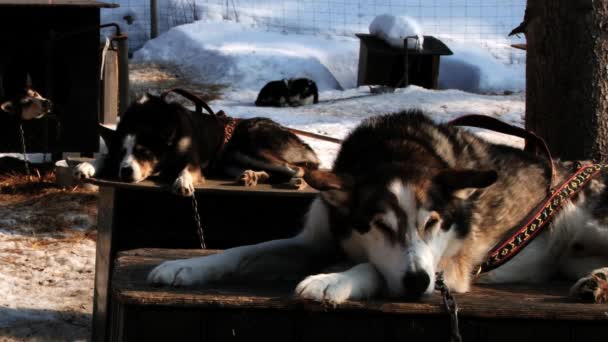 Сибирские хаски, носящие ремни безопасности, лежат на стендах на собачьей ферме в Хемседале, Норвегия . — стоковое видео