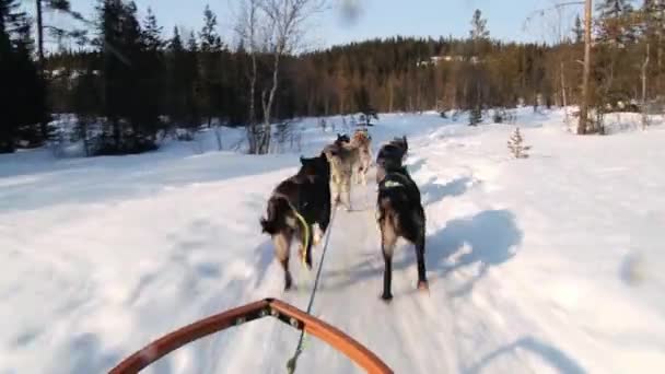 Psi vyžádanou psím spřežením zimní lesní trail ve městě Hemsedal, Norsko. — Stock video