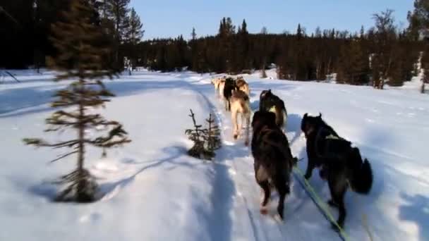 Dogs pull dog sled by a winter forest trail in Hemsedal, Norway. — Stock Video