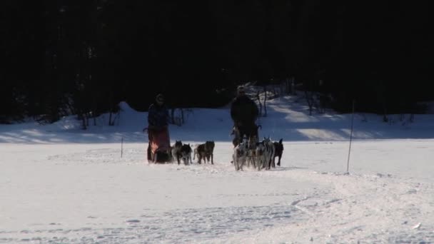 La gente monta trineos para perros en Hemsedal, Noruega . — Vídeos de Stock