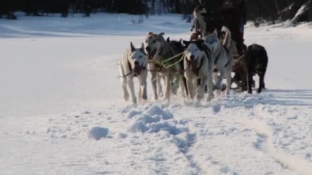 人はノルウェー、ヘムセダールの犬そりに乗る. — ストック動画
