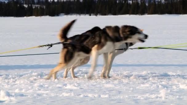 Honden graag hond sleeën te trekken in de winter trail in Hemsedal, Noorwegen. — Stockvideo