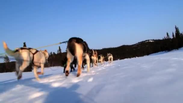 Perros tiran de trineo de perro por un sendero de invierno en Hemsedal, Noruega . — Vídeos de Stock