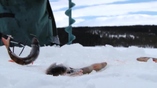 Färsk fisk rör sig på isen på vintern isfiske i Trysil, Norge. — Stockvideo