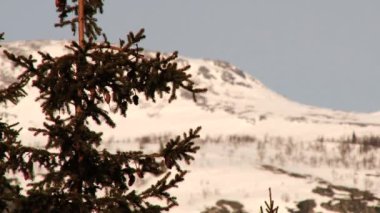 Çam ağacı dalı dağlar, arka planda Hemsedal, Norveç için görüntüleyin.