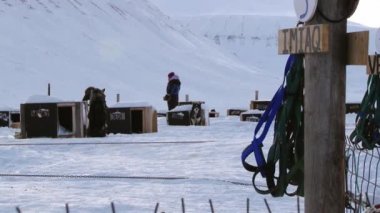 İnsanlar köpekleri bir kızak Longyearbyen, Norveç'te çalıştırmak için hazır olun.