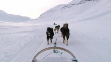 Sibirya husky köpekleri çekme kızak Longyearbyen, Norveç'te karda.