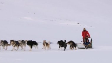 İnsanlar Longyearbyen, Norveç'te kar kızaklarımız Sibirya husky köpekleri ile binmek.