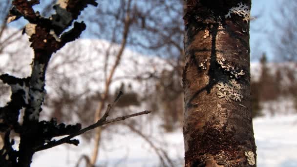 Άνθρωποι με τα πόδια στα παπούτσια χιονιού Hemsedal, Νορβηγία. — Αρχείο Βίντεο