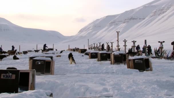 Les gens préparent les chiens pour une course de luge à Longyearbyen, Norvège . — Video